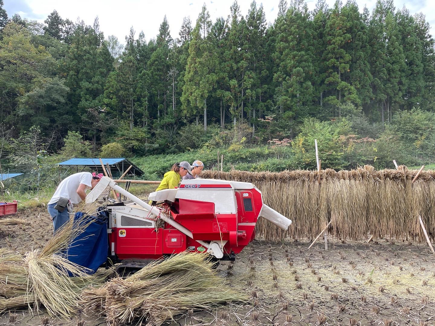 People harvesting rive using a harvesting machine