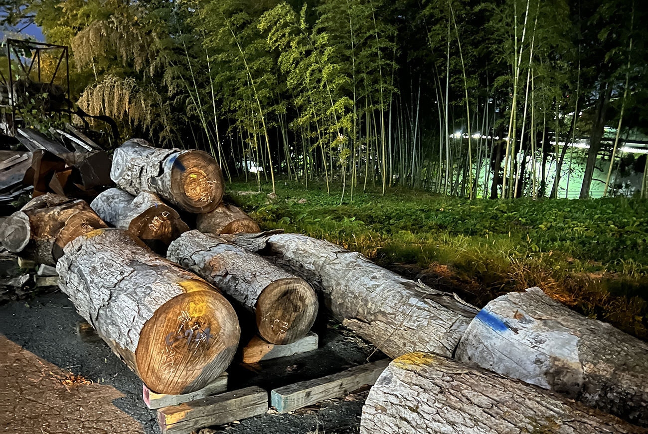 Logs in front of bamboo