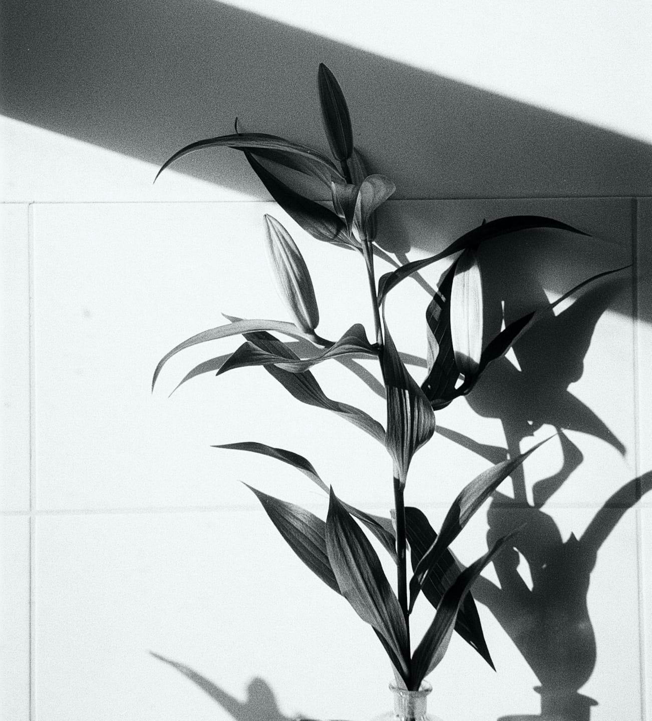 lily plant