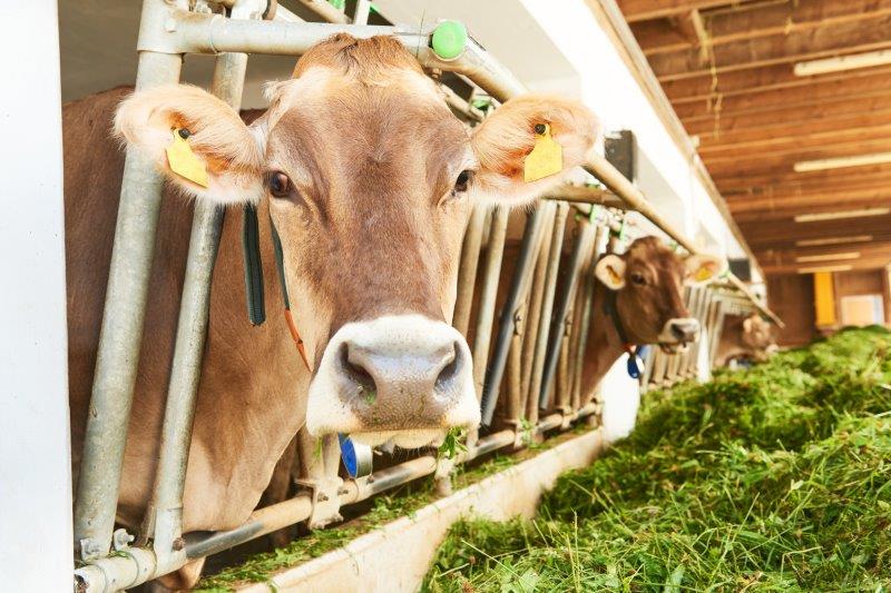APECBovine2