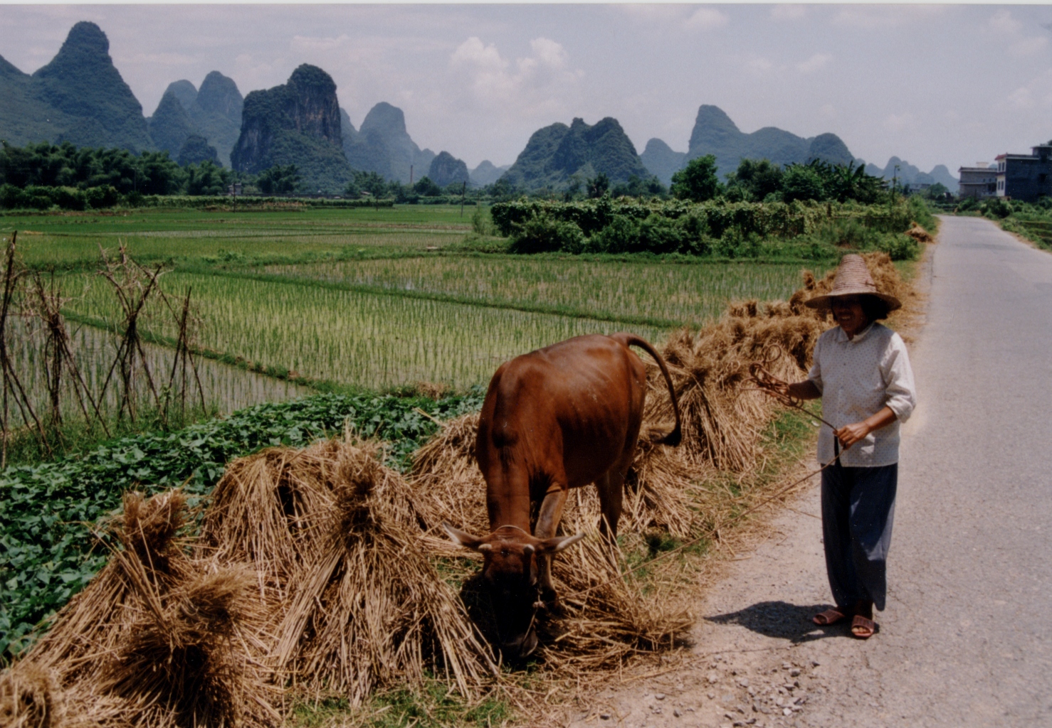 China Rice field with farmer