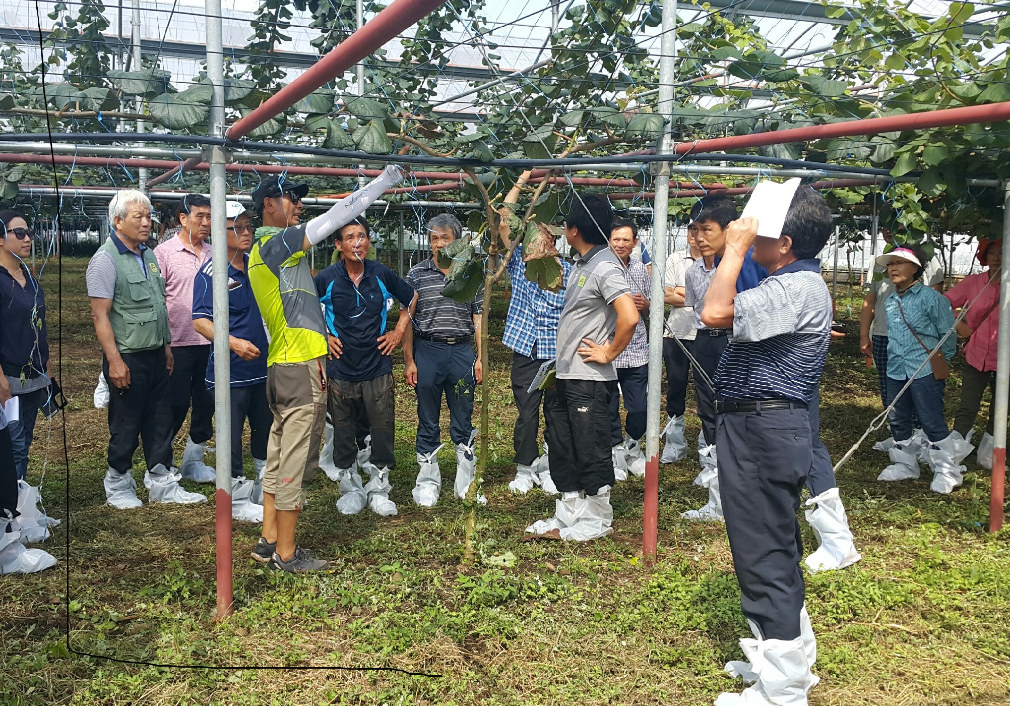 Korea zespri growers2