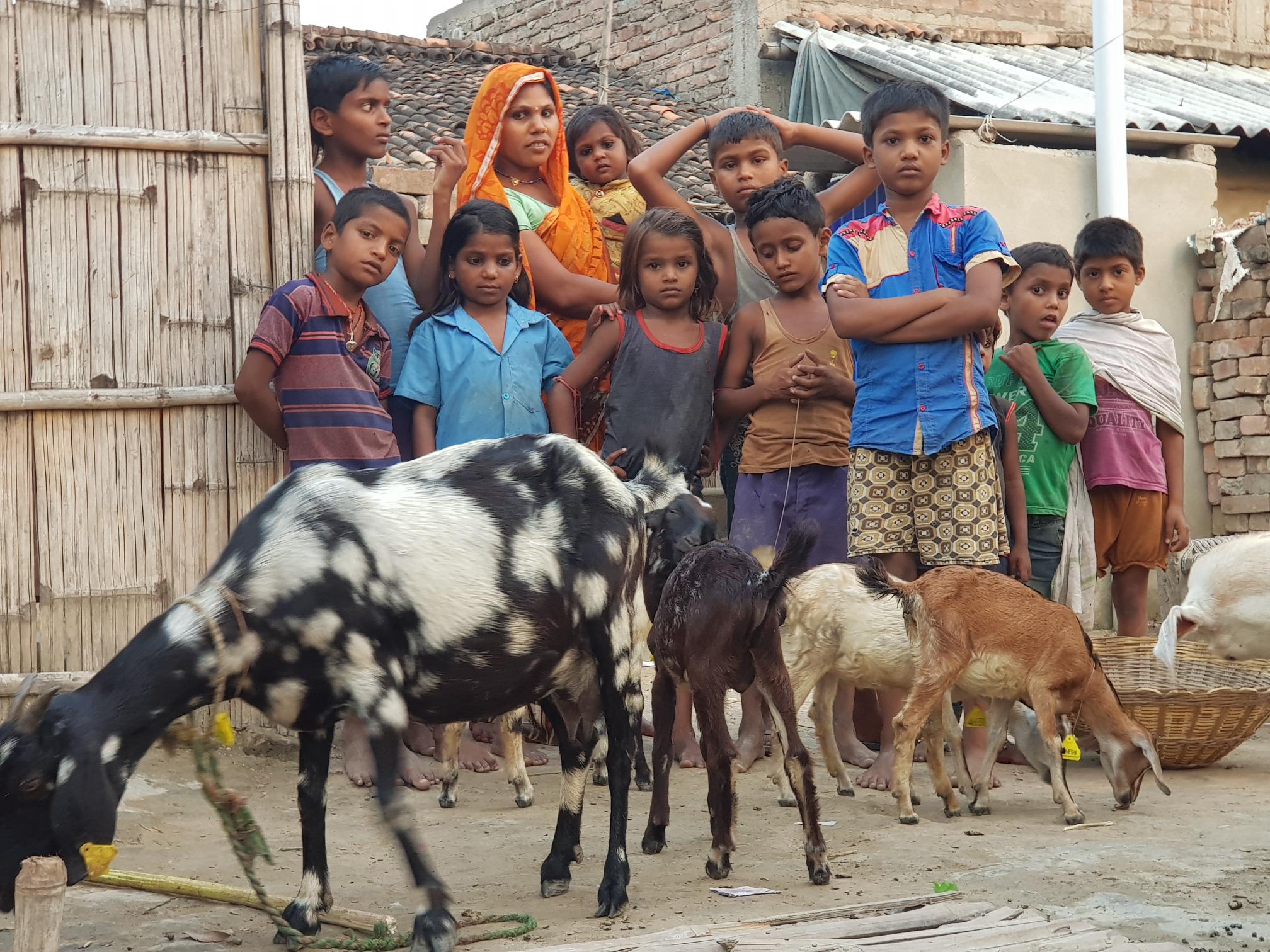 Goats2