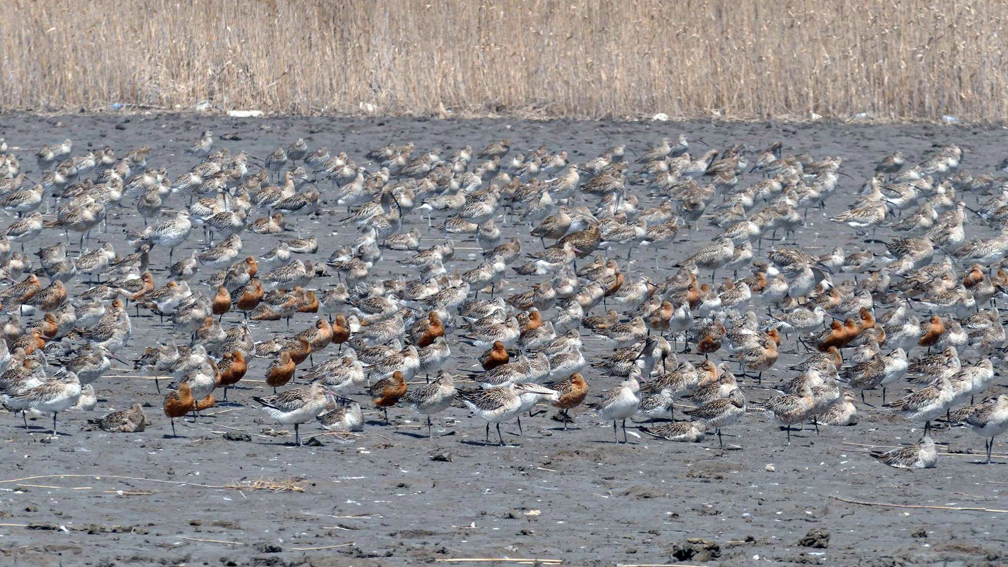 Godwits in North Korea. (Photo: TVNZ)