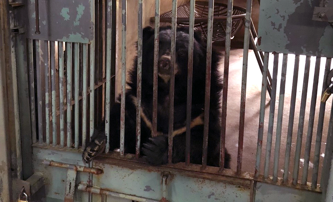 Moon bear, Vietnam