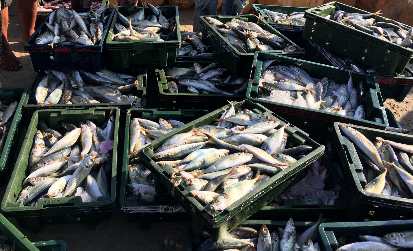 fisheries