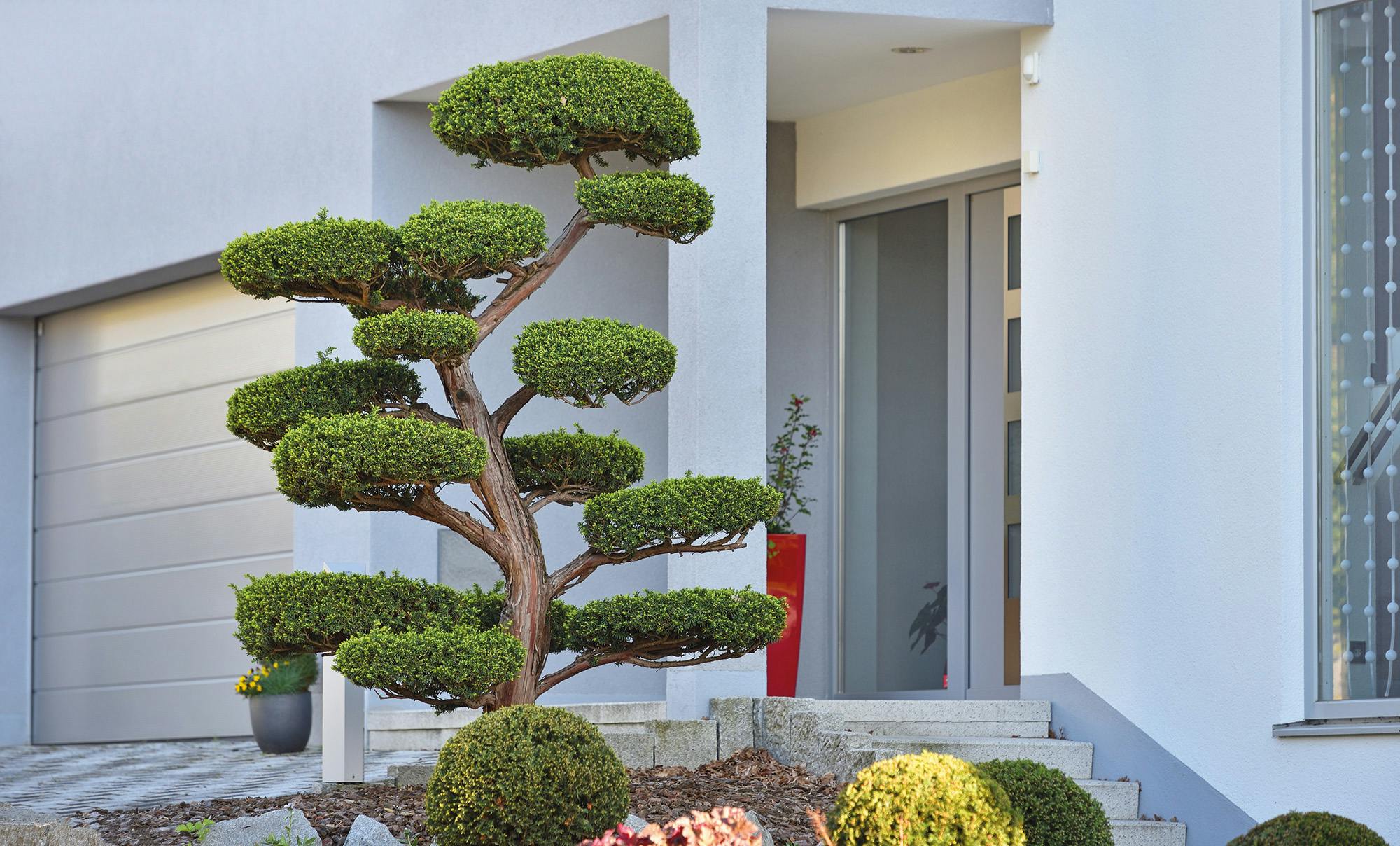 Bonsai Forte dei Marmi
