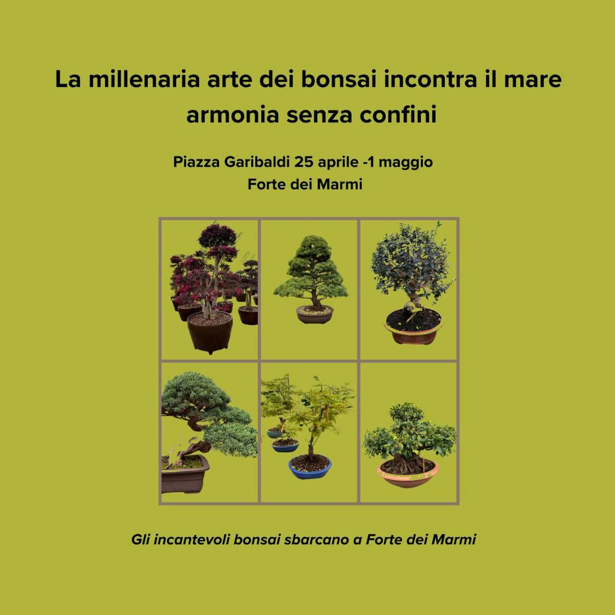 Bonsai Forte dei Marmi