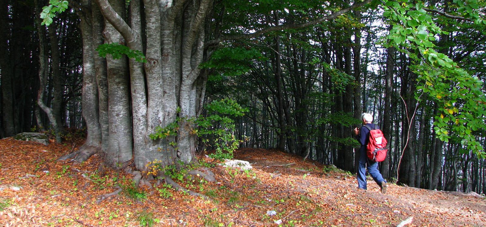 Nella faggeta Nella faggeta