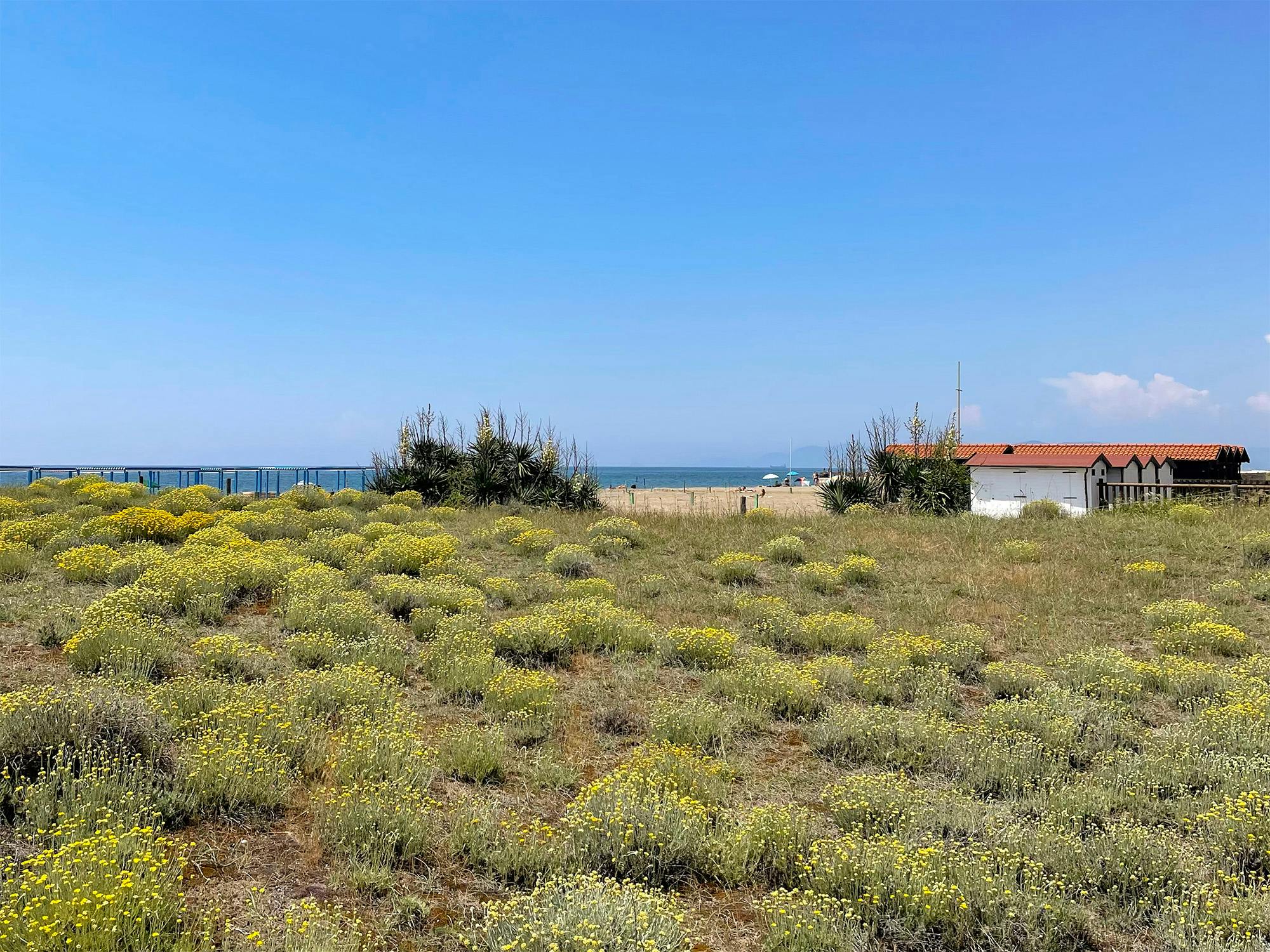 Elicriso in fiore alla spiaggia libera di Forte dei Marmi