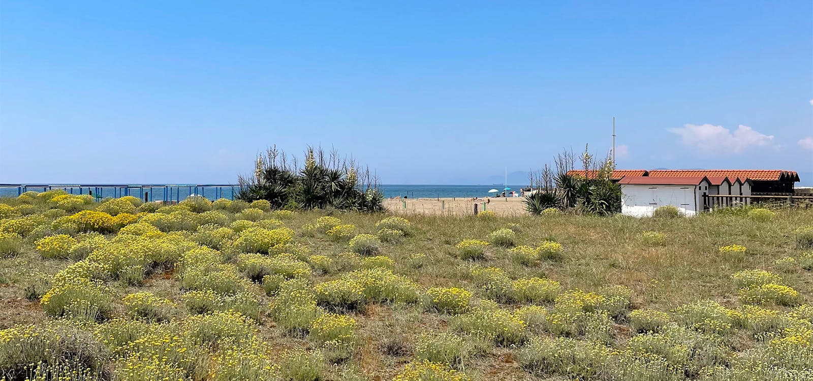 Elicriso in fiore alla spiaggia libera di Forte dei Marmi Elicriso in fiore alla spiaggia libera di Forte dei Marmi