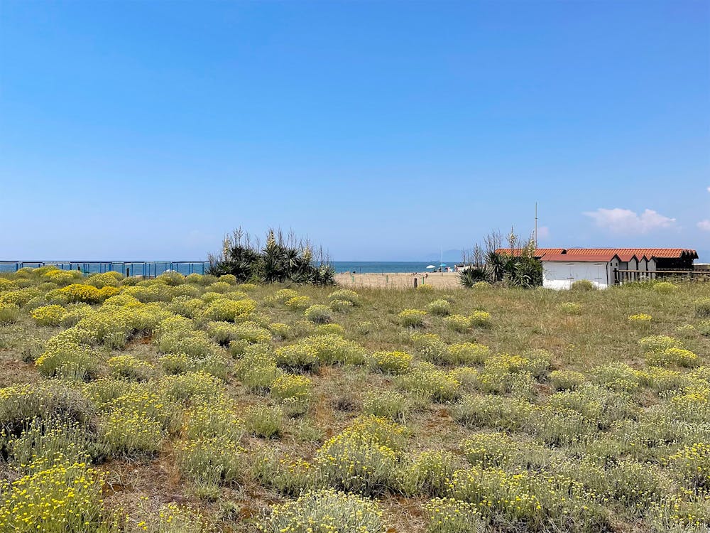 Elicriso in fiore alla spiaggia libera di Forte dei Marmi