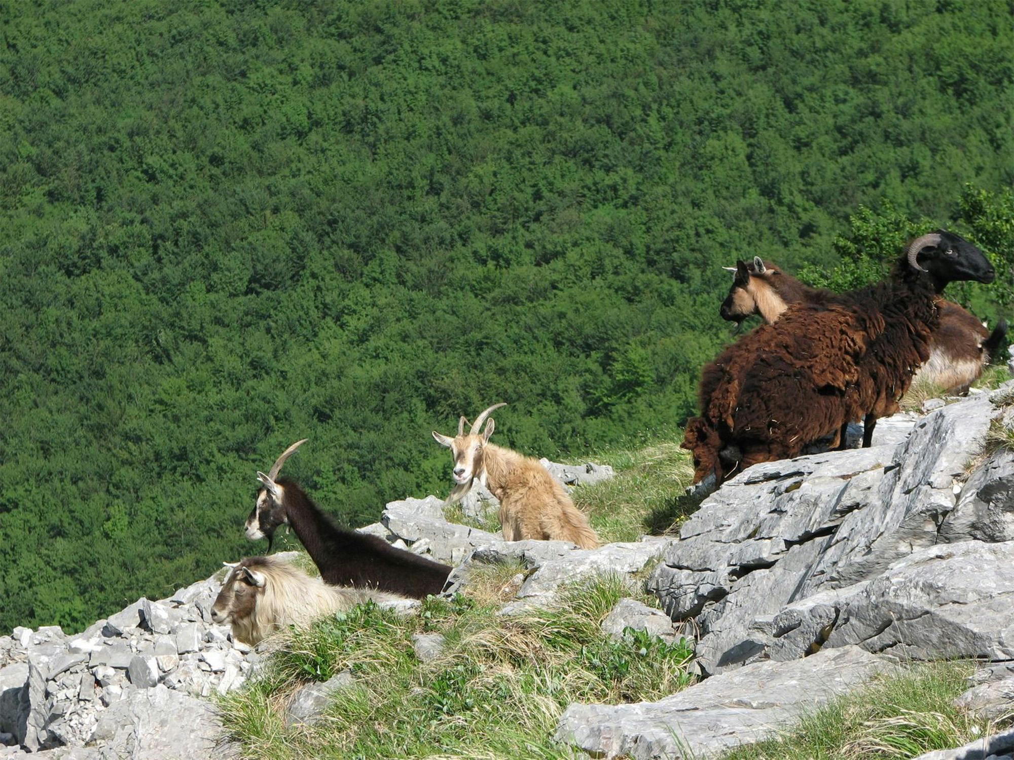 Animali d'alta quota sulle Alpi Apuane