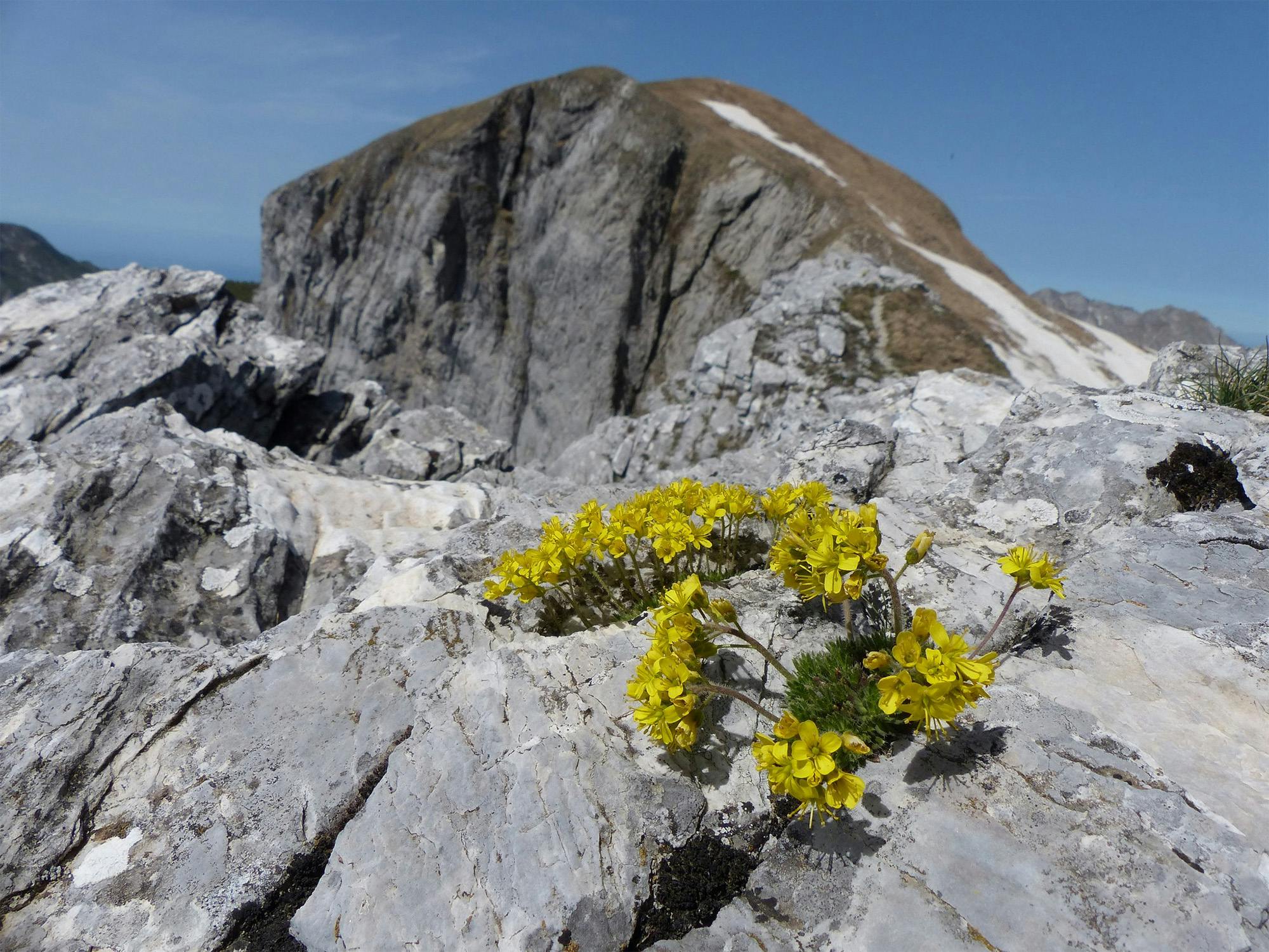Fiori e rocce sulle Apuane