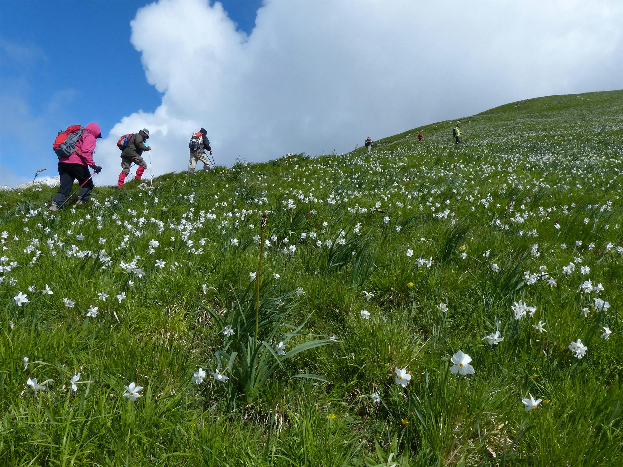 asfodeli e giunchiglie lungo la cresta sud del monte Croce