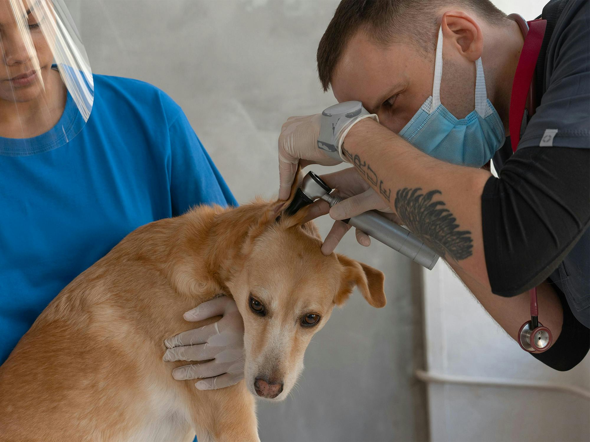 Veterinari