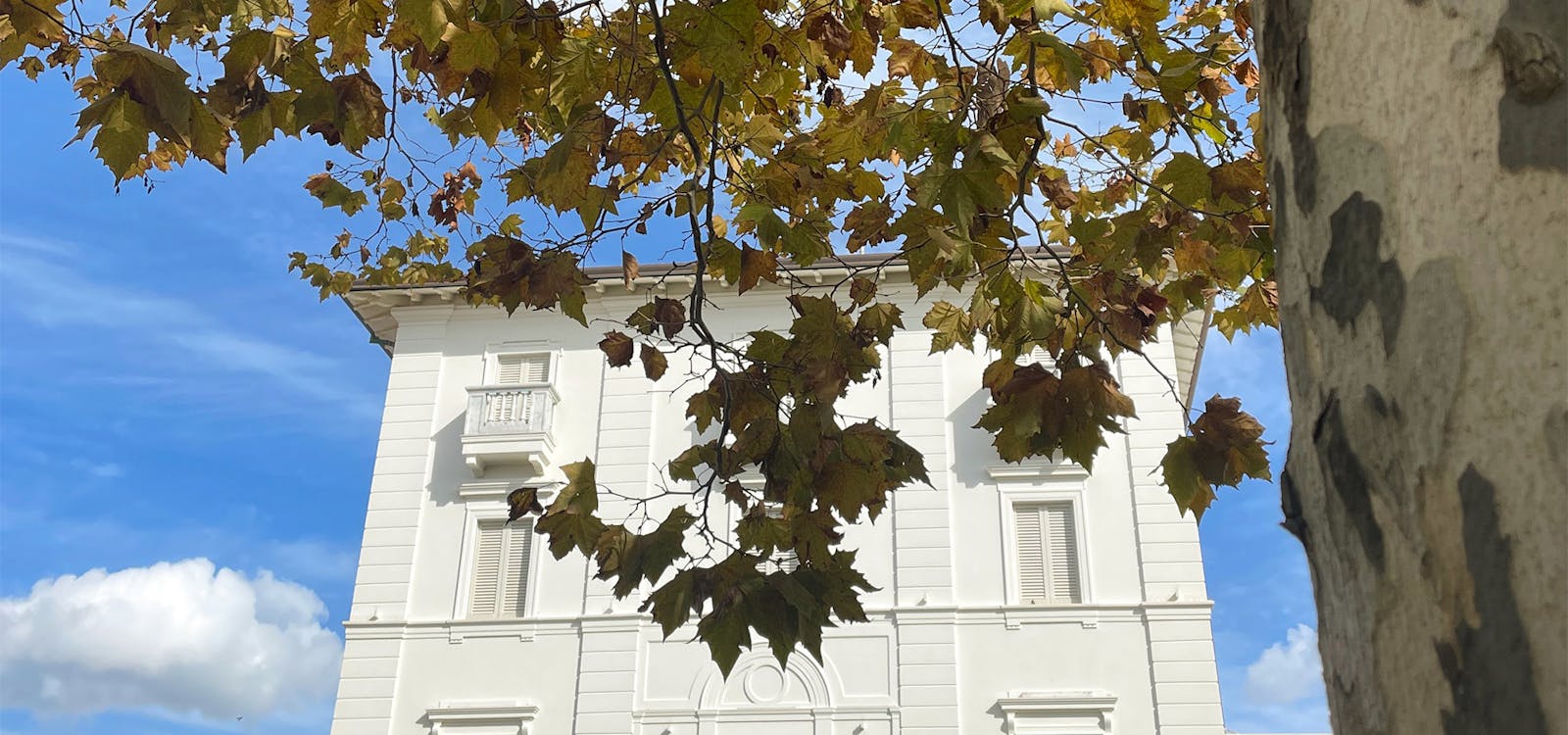 Foliage a Forte dei Marmi Foliage a Forte dei Marmi