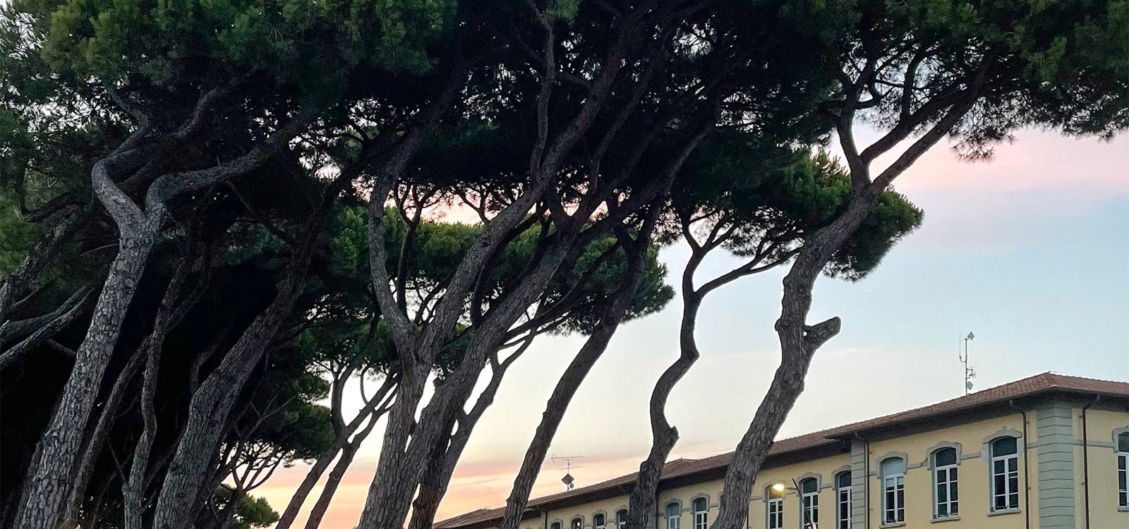 Pini modellati dal vento sul far della sera Pini modellati dal vento sul far della sera