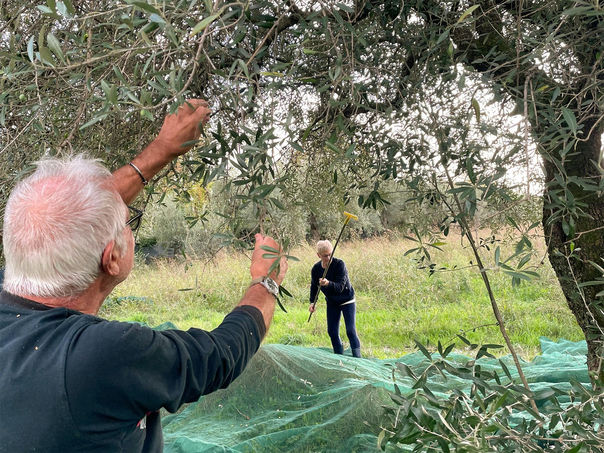 La raccolta delle olive nella campagna di Forte dei Marmi