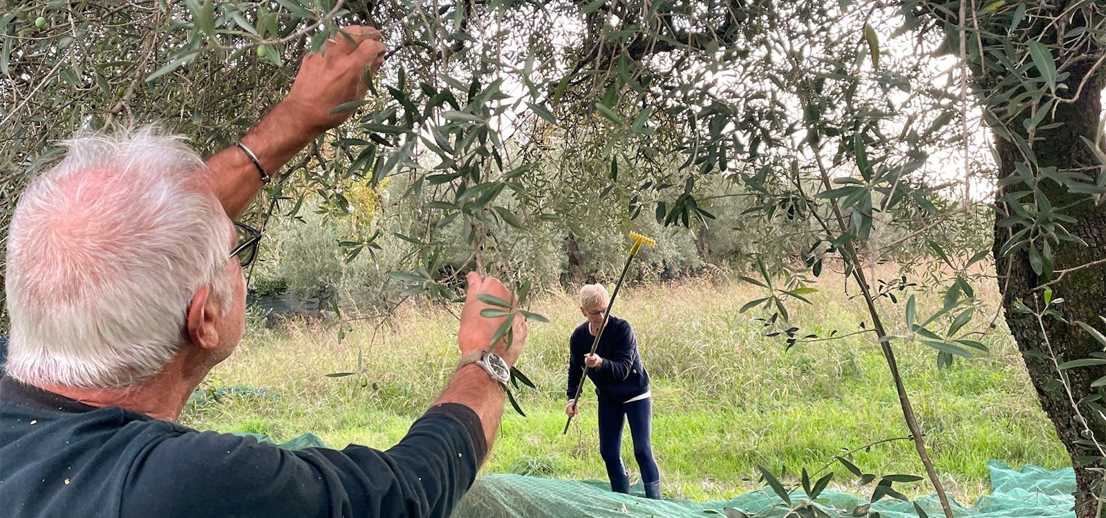 La raccolta delle olive nella campagna di Forte dei Marmi La raccolta delle olive nella campagna di Forte dei Marmi