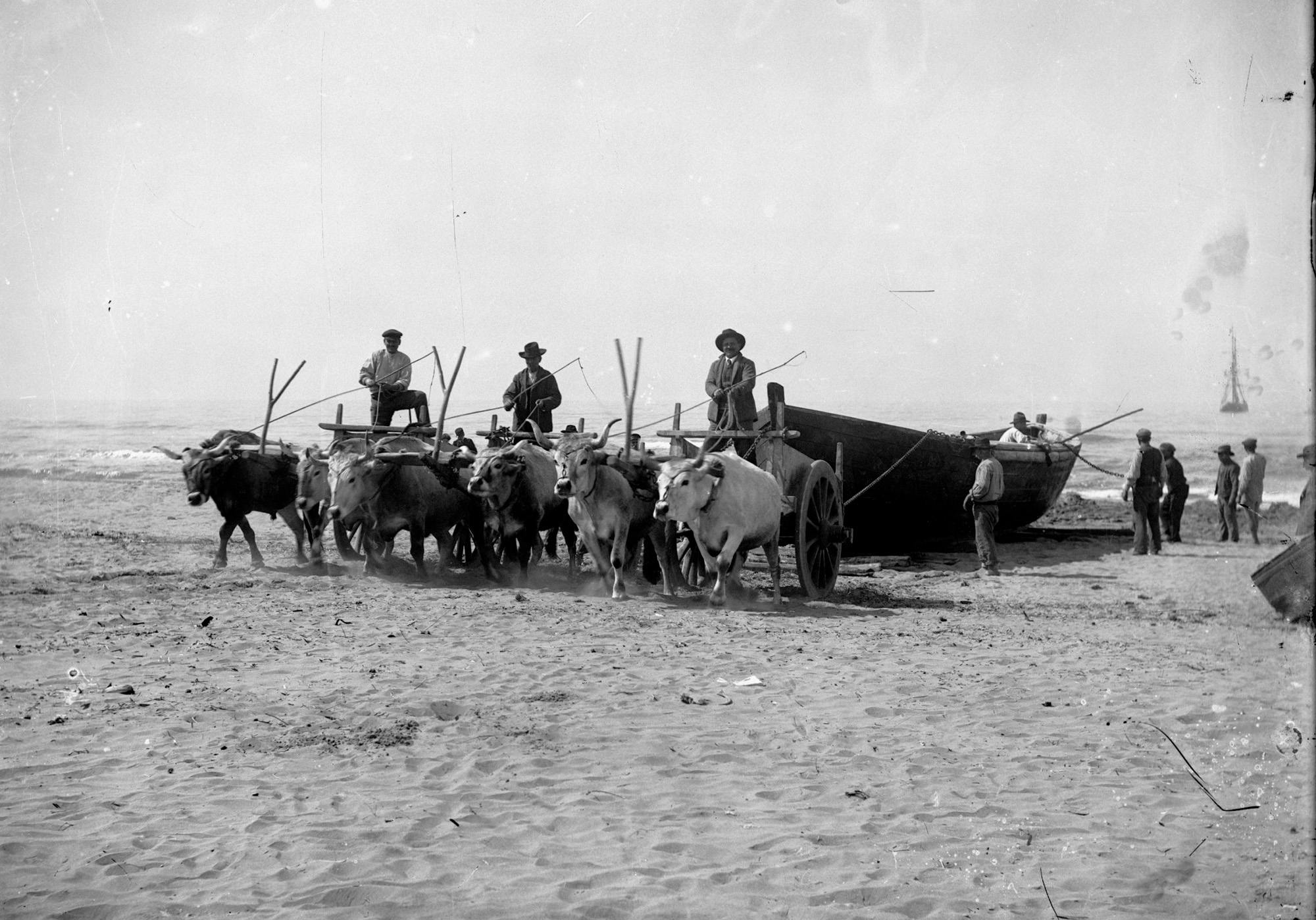 Barca trainata dai buoi per essere messa in secca sulla spiaggia di Forte dei Marmi. Primi decenni del Noveecento