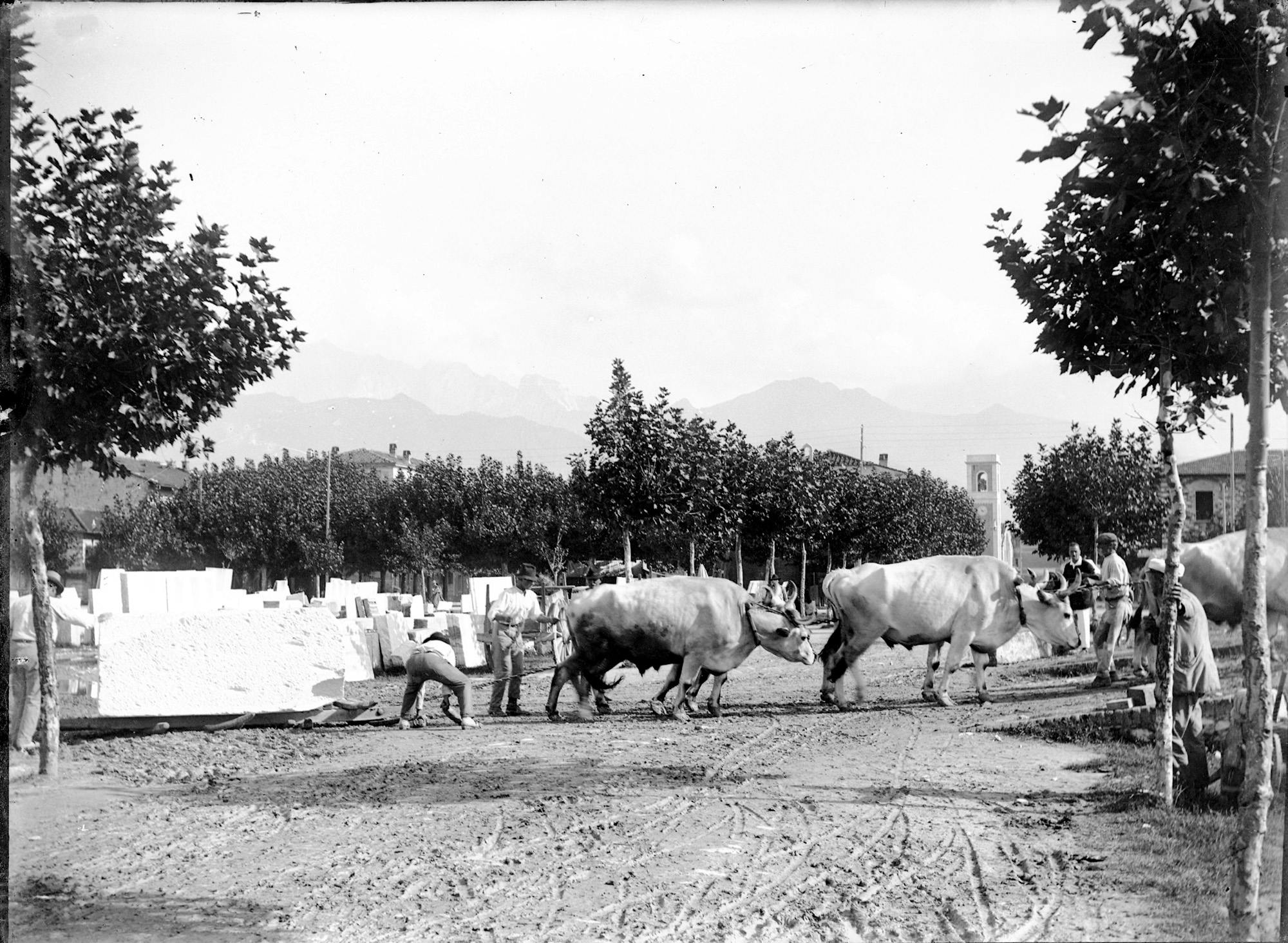 Buoi al traino di pesanti blocchi di marmo a Forte dei Marmi ai primi del Novecento