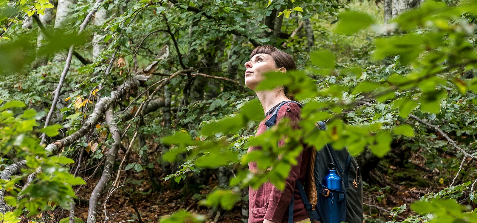 Terapia forestale nei boschi delle Alpi Apuane Terapia forestale nei boschi delle Alpi Apuane