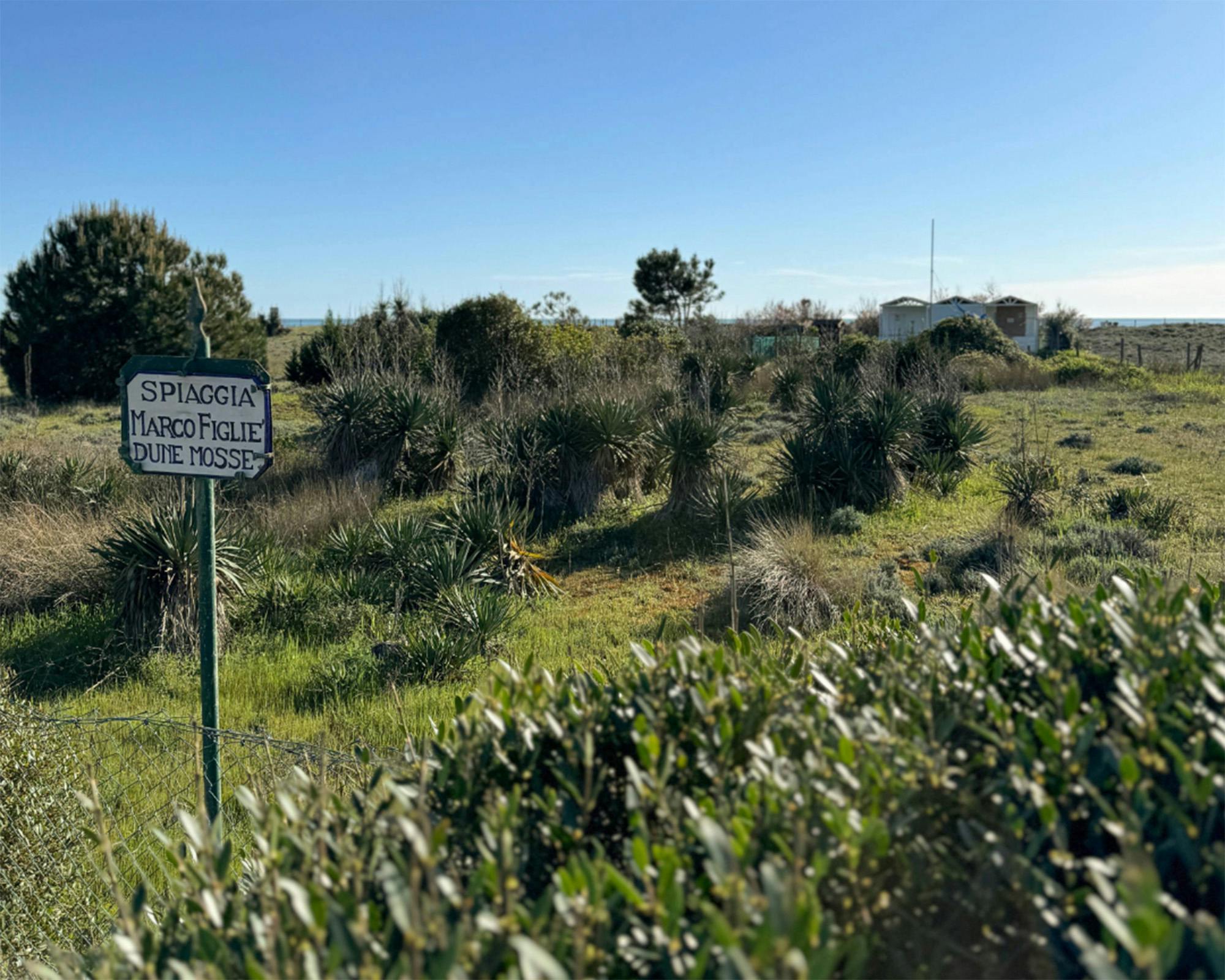 Le dune della spiaggia libera di Vittoria Apuana