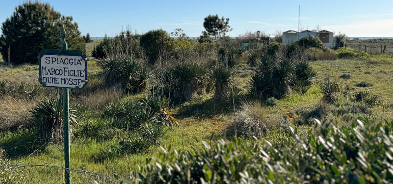 Le dune della spiaggia libera di Vittoria Apuana Le dune della spiaggia libera di Vittoria Apuana
