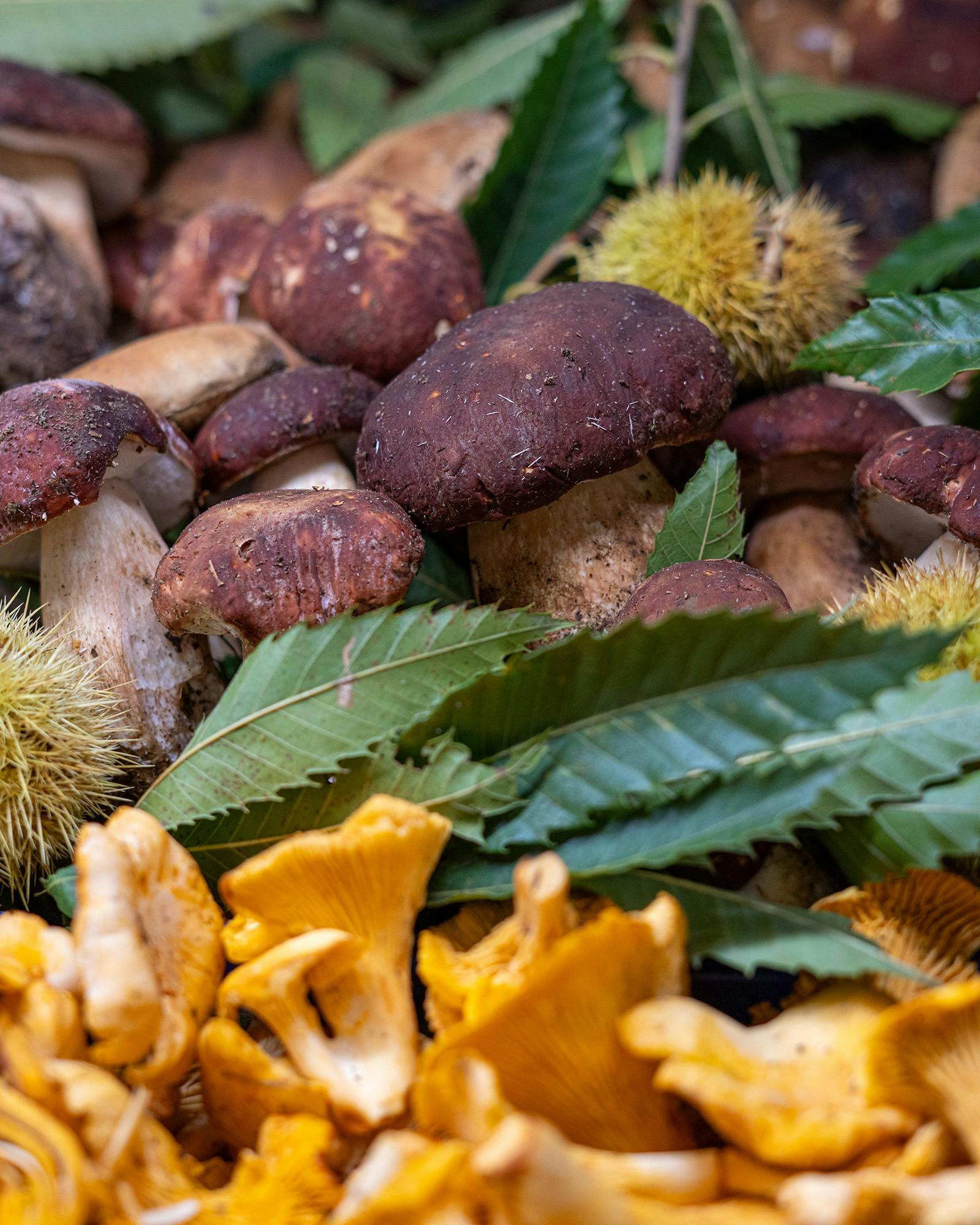 Porcini, finferli, le prime castagne