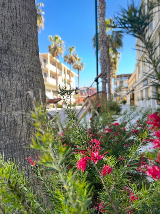 Sboccia la primavera a Forte dei Marmi