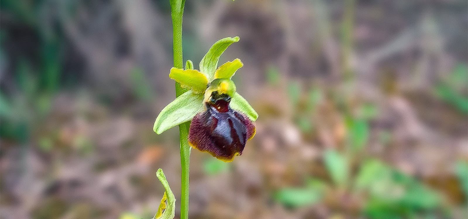 Al Forte sboccia una nuova meraviglia: l'Ophrys maritima Al Forte sboccia una nuova meraviglia: l'Ophrys maritima