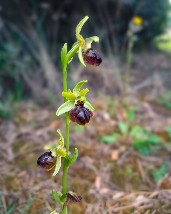 Al Forte sboccia una nuova meraviglia: l'Ophrys maritima
