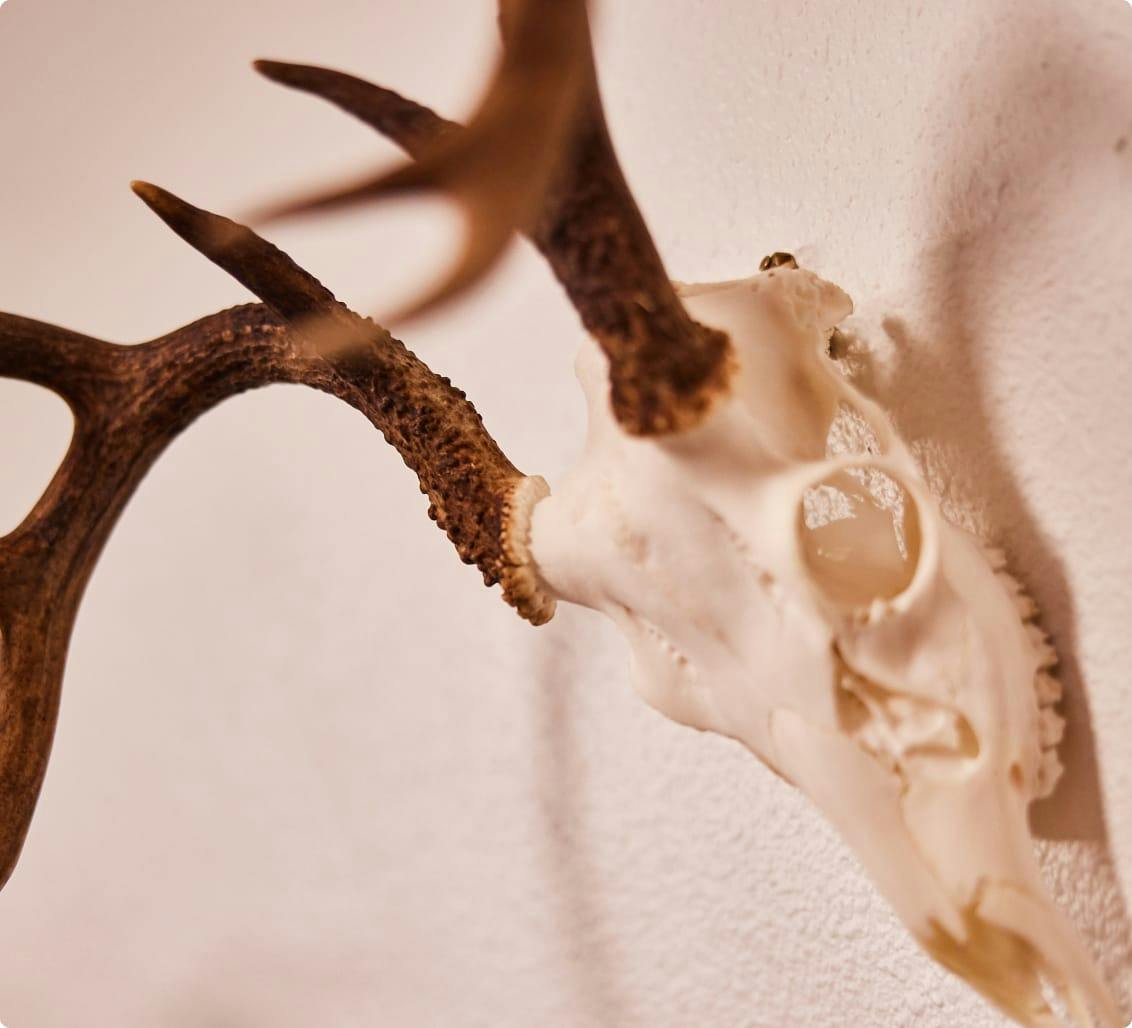 A skull wall decoration