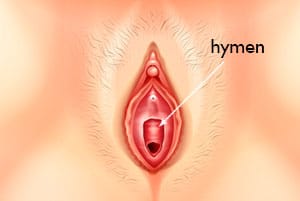 vagina illustration