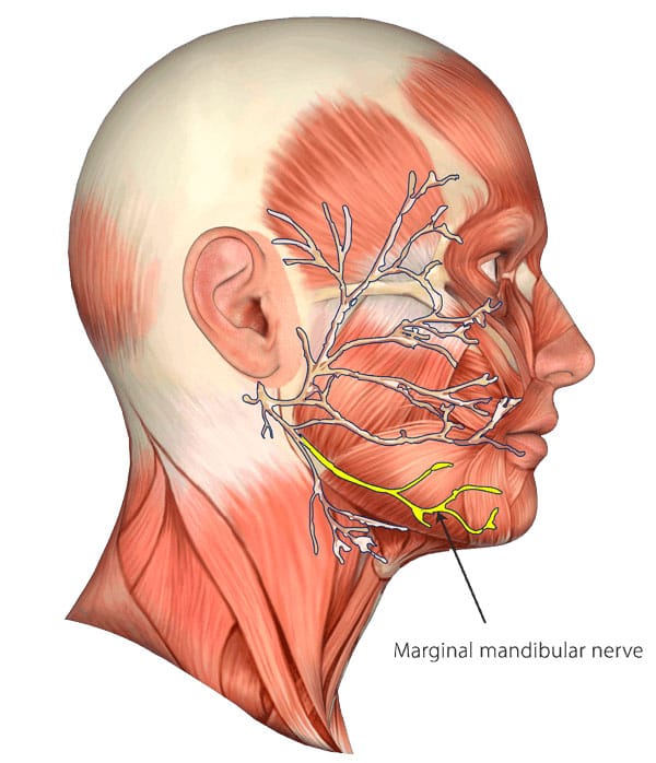 Anatomic Diagram Of Lower Lip And Mandibular Nerve In The Face