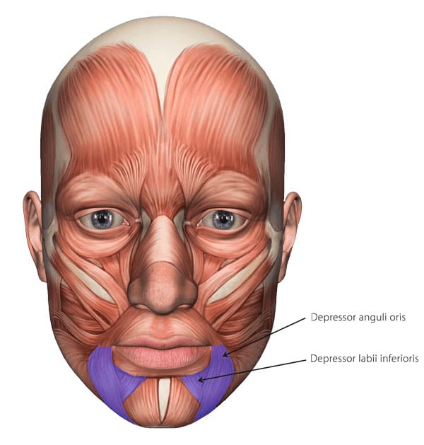 Anatomic Diagram Of Lower Lip And Mandibular Nerve In The Face