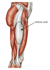 Diagram of fascia lata anatomy of thigh.