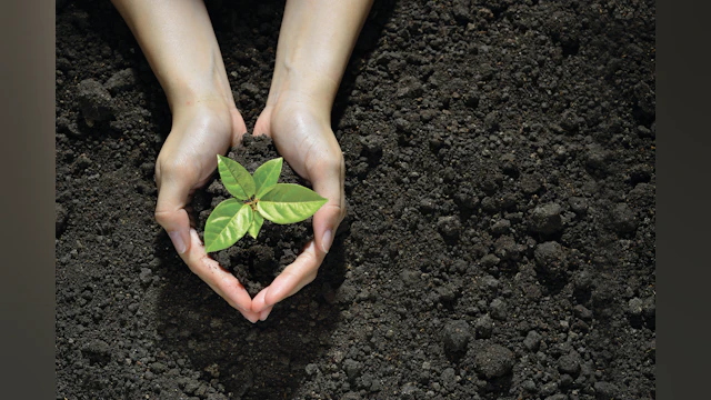Hands holding seedling