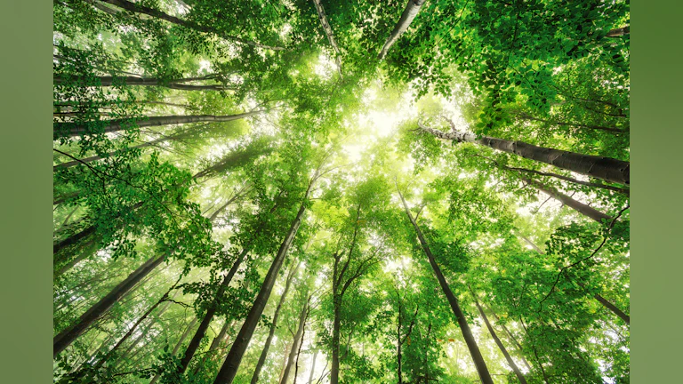 Treetops from forest floor