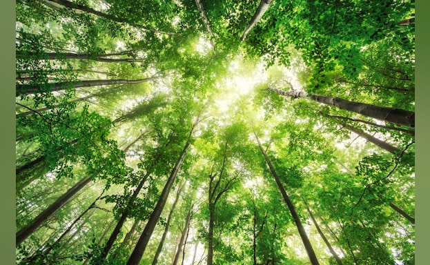 Treetops from forest floor