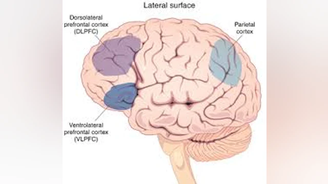 Brain Diagram Averill/Blumberg RC