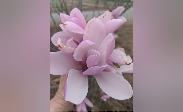 One of Kyle’s memory trees