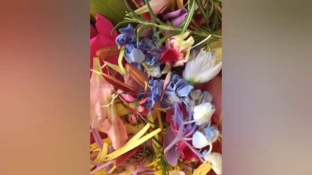 Colorful flower petals of varying shapes