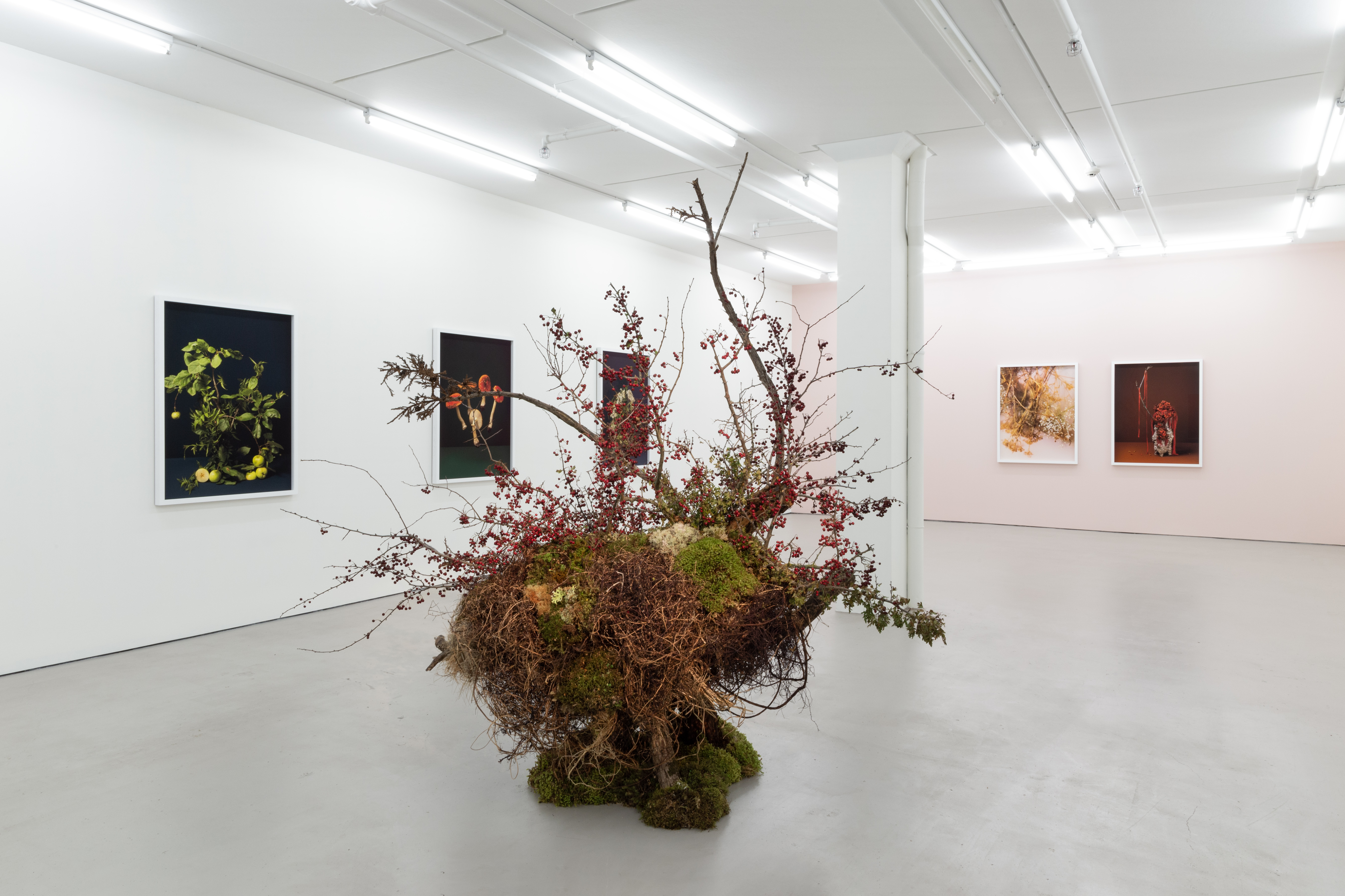 i am an old phenomenon, Installation view – Bartley & Company Art