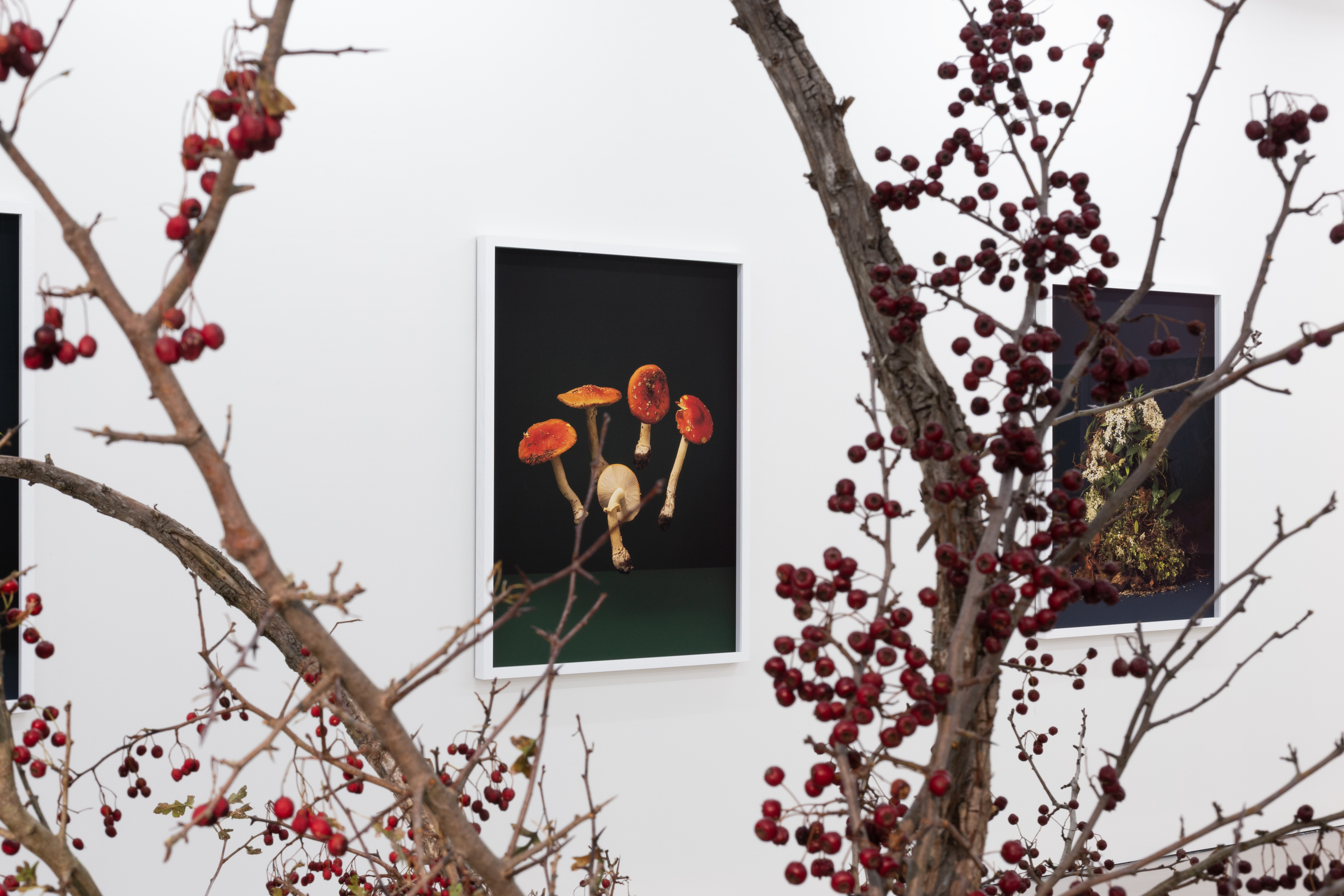 i am an old phenomenon, Installation view – Bartley & Company Art