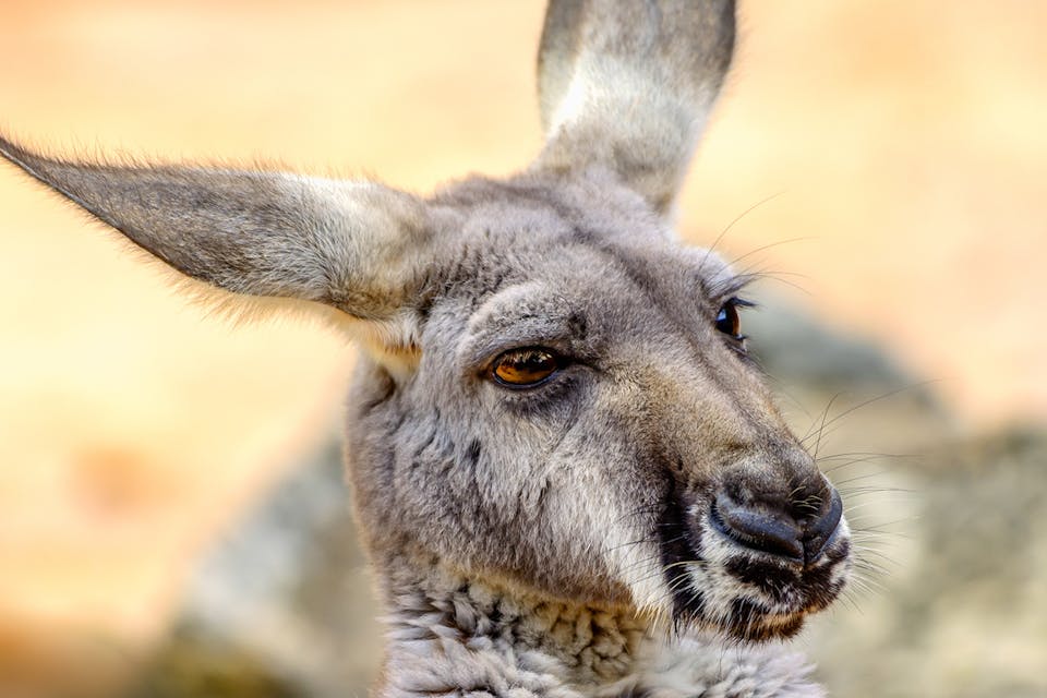 Kangaroo Main