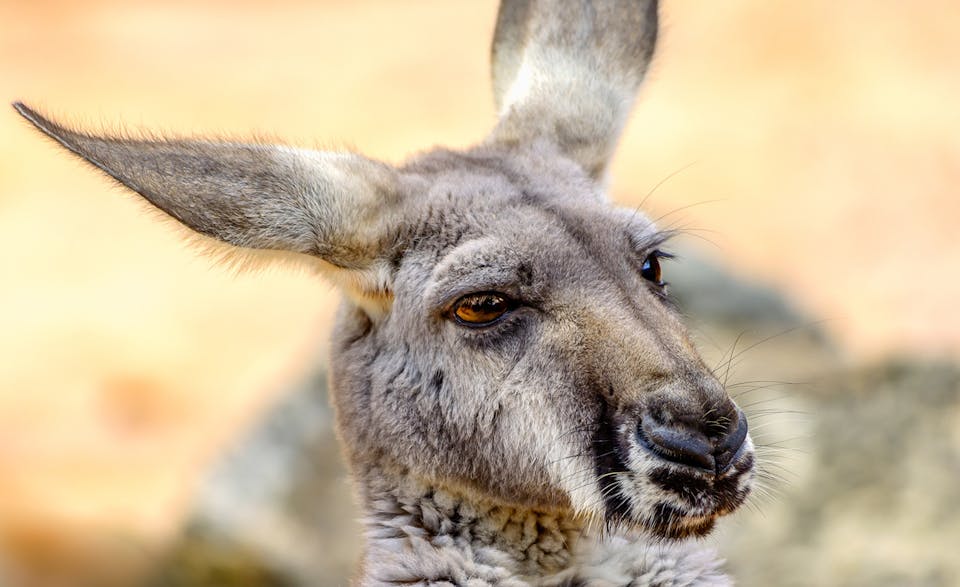 Kangaroo Main