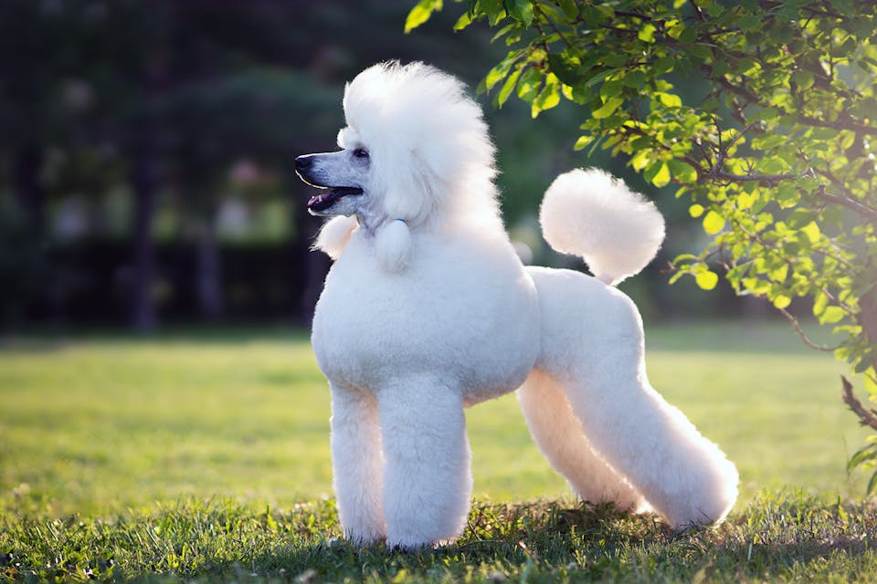 Shutterstock/AntonMaltsev. Poodle Main