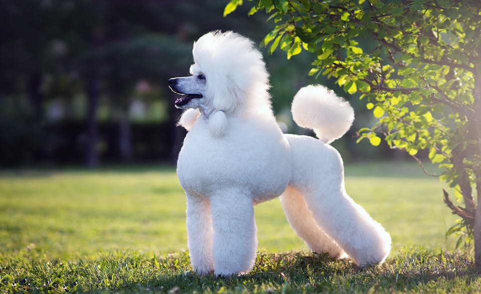 Poodle Main